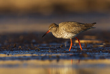 Common redshank or redshank (Tringa totanus) looking for food in the wetlands.
