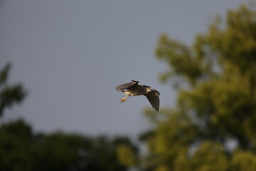Black-crowned night heron (Nycticorax nycticorax) in Japan