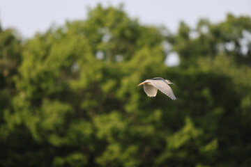 Black-crowned night heron (Nycticorax nycticorax) in Japan