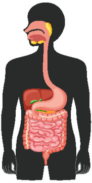 recommend clip art: Human medical digestive system