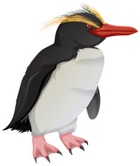 Northern Rockhopper Penguin on White Background