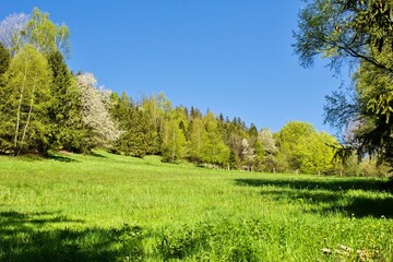 A meadow in the middle of the forest under a clear sky
