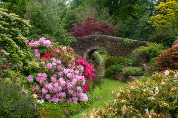 Rhododendrons in English Garden with bridge in background - 605608733