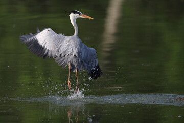 Grey heron (Ardea cinerea) in Japan