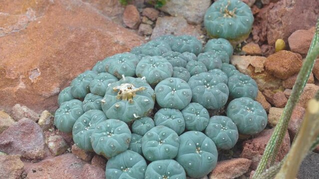 Close up of peyote cactus with pan