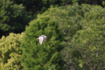 Black-crowned night heron (Nycticorax nycticorax) in Japan