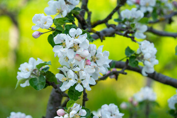Blooming apple tree in spring time.
