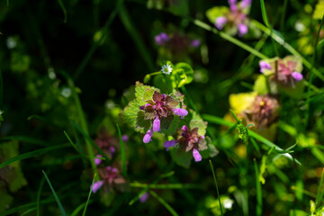 Lamium purpureum, known as red dead-nettle, purple dead-nettle, or purple archangel, is a herbaceous flowering plant of the Lamiaceae family. Cut-Leaved Dead-Nettle (Lamium purpureum). 