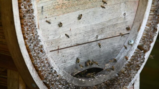 Close up of flying bees in the front of wooden with straw beehive entrance. Bee flying to hive. Honey bee drone enter the hive. Hives in an apiary with working bees flying to the landing boards. 