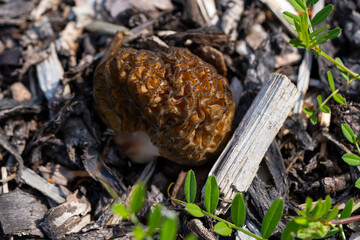 Morel mushroom, its scientific name is Morchella esculenta. Close up photo.
