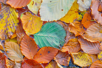 Fallen yellow leaves in the water. Colored autumn leaf in the water.