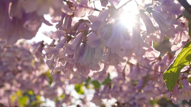 Tree branch full of blooming jacaranda tree flowers sways in wind backlit
