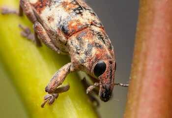 bug on a leaf