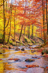 water stream in the natural park. wonderful nature scenery in fall season. trees in colorful foliage on a sunny day