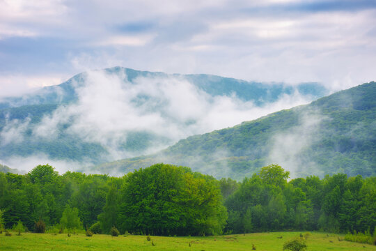carpathian mountains in spring. trees and pasture on the grassy hill. view in to the distant valley. cold foggy weather