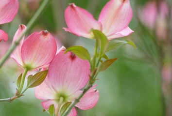 Patel pink flower with gentle petals