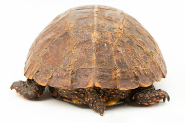 The spiny turtle Heosemys spinosa  isolated on white background
