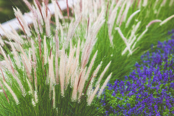 White grass flowers with violet lavender flowers in the garden.