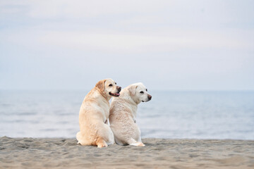two dogs sit with their backs and look at the sea. Fawn labrador retriever on the beach. Walking with a pet in nature - obrazy, fototapety, plakaty