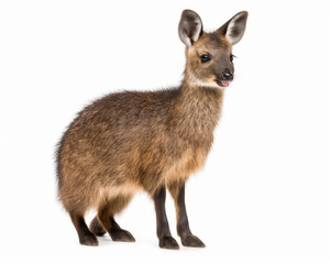 photo of musk deer isolated on white background. Generative AI