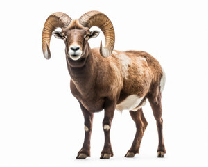 photo of mouflon isolated on white background. Generative AI