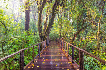Boardwalk past the cloud forest after the rain. - 605613380