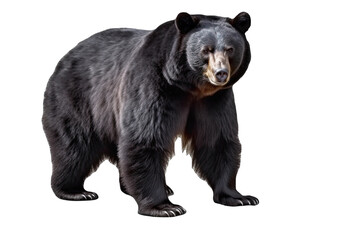A Black bear isolated on transparent background  - Generative AI