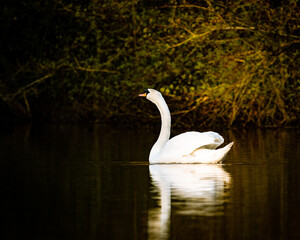 Swan