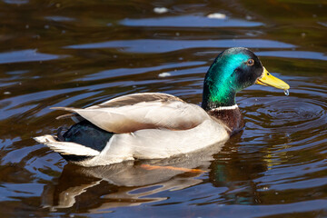 duck in the water