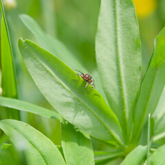 (cantharis rustica) Pronotum, fémurs et longues antennes rougeâtre du coléoptère moine ou téléphore de campagne apparaissant au sommet d'une feuille de lupin
