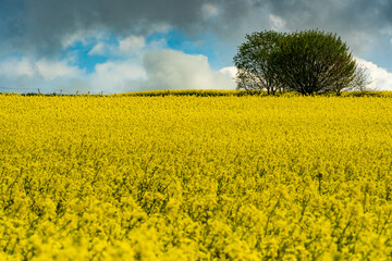 Obraz premium Rapsfeld im Frühling in Bayern mit schöner aussicht