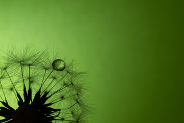 タンポポの綿毛についた水滴