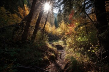 Obraz premium autumn forest hike with low sun rays shining through the trees, created with generative ai
