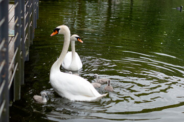 Cygnes avec leurs petits