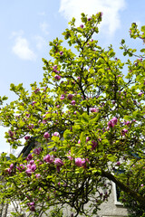 Fototapeta na wymiar Shirazz magnolia tree