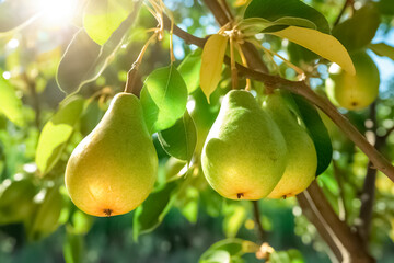 Fresh ripe pears on the pear tree. Juicy ripe pears in a sunny garden. Harvesting. Garden fruits. 
