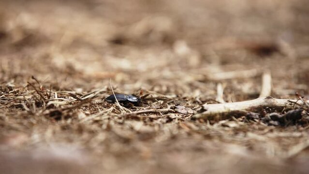 Black beetle walks slowly on twig and leaf understory canopy of veluwe forest, macro