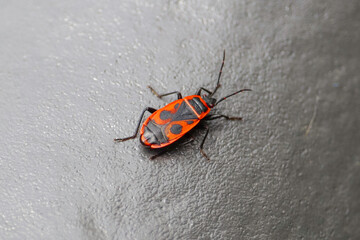 Insect
