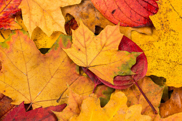 Fall leaves background