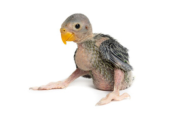 A cute baby parrot isolated on white background © zorandim75