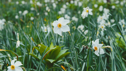 Close-up of a narcissus in a narcissus field in the Ecrins massif in France