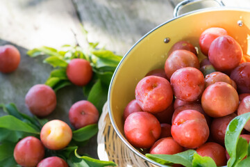 Red fresh ripe plums with water drops in yellow strainer on wooden table in nature background, organic plums served for eating, healthy food and fruit  concept