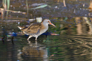Wasserralle am Morgen im Herbst bei der Jagd