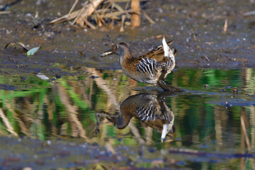 Wasserralle am Morgen im Herbst bei der Jagd