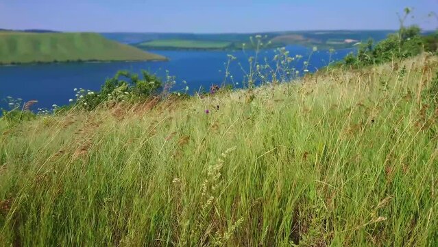 Swaying grasses and wildflowers, Podilski Tovtry National Park, Ukraine