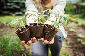 Woman holding tomato plant seedling in biodegradable peat pot. Sustainable organic gardening in...