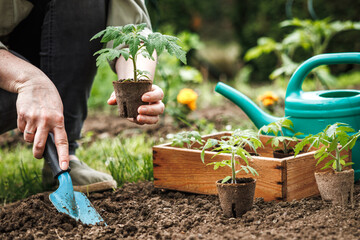 Farmer planting tomato seedling with biodegradable peat pot into soil at vegetable garden. Organic...