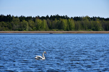 A view of a single white swan with a red beak swimming across a shallow yet vast lake or river, with some dense forest or moor visible in the distance spotted on a sunny summer day in Poland