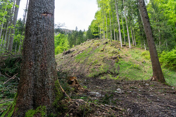 Fototapeta premium Idyllic view in the woods in Salzburg, Austria, on a day in spring