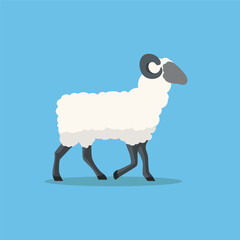 flat sheep vector design isolated on blue background. farm animal sheep cartoon character